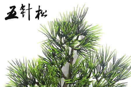 五针松如何拔松针
