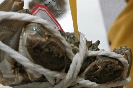 死的珍宝蟹能保存多久