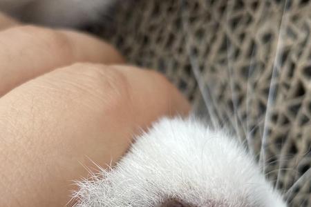 猫咪12颗牙齿是几个月