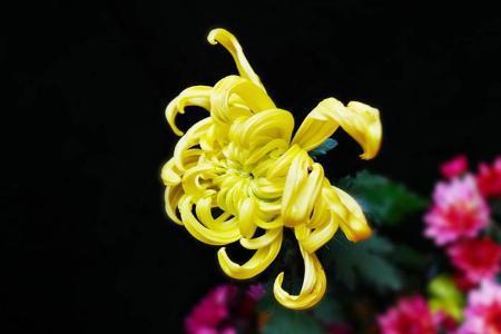 余香一缕七律诗词