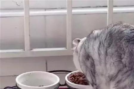 4斤猫咪一天吃60克猫粮不够