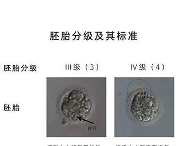 养胚胎和冻胚胎的区别