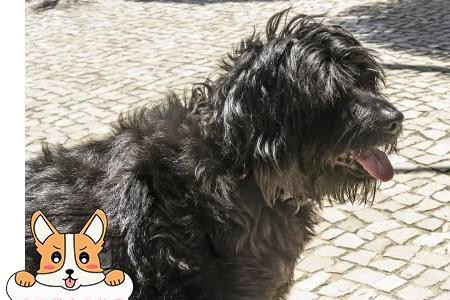 只有20斤的葡萄牙水犬正常吗