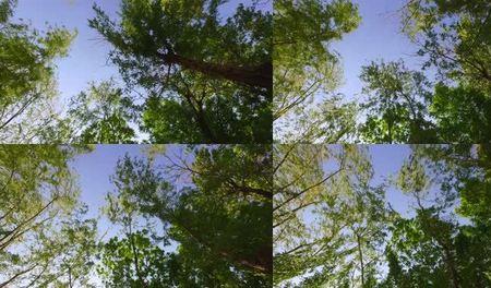 仰拍柳树怎么拍