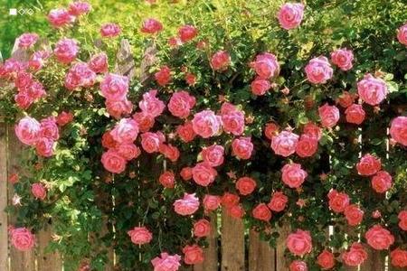 蔷薇光长枝条不开花怎么回事
