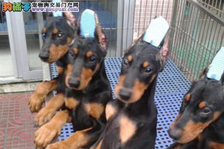 杜宾犬从小会护食吗