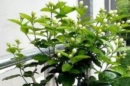 茉莉花在山东好养吗
