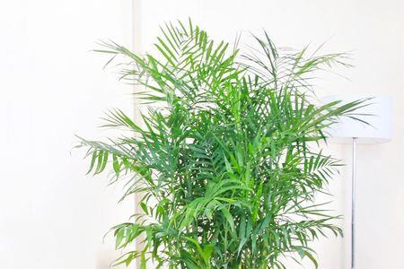 散尾竹夏天怎么容易黄