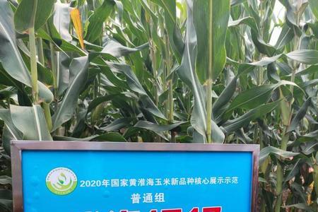 登海1996是早熟品种吗