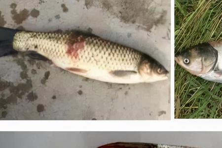 江团鱼尾发红是死鱼吗