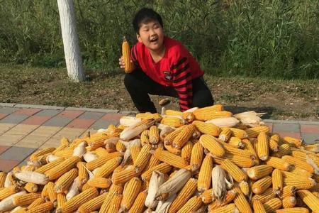 秋天的玉米用修辞手法写