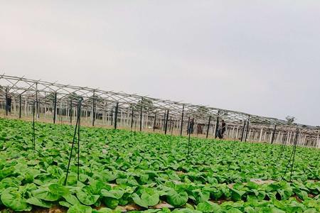 劲素大豆70有机肥价格