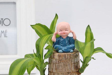 巴西木上面开裂还能活吗