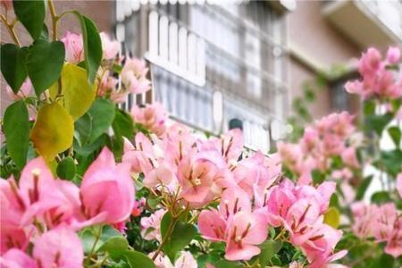 三角梅可以种房屋四周吗