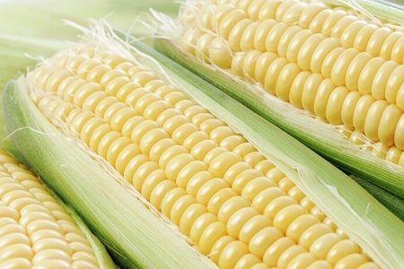 玉米中含磷是多少