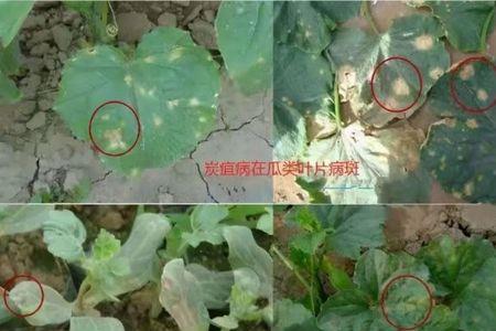 苯醚甲环唑会产生药害吗