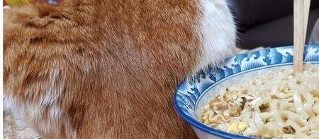 换了猫碗猫咪不吃饭了怎么办