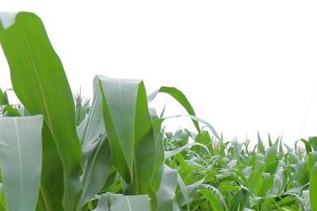 玉米进入农历8月份还要浇水吗