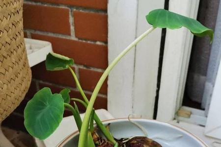 7月份芋头叶发黄怎么办