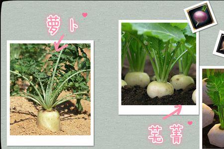 蔓菁和红萝卜有什么区别