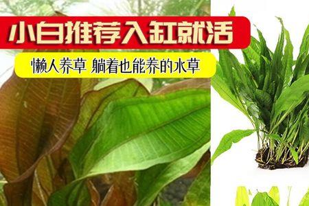 红九和绿九的区别