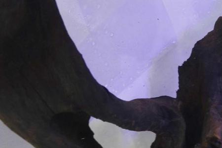 紫柚沉木鉴别