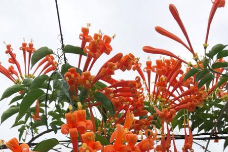 炮仗花扦插生根最快方法