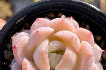 恩宠和纯爱有啥区别