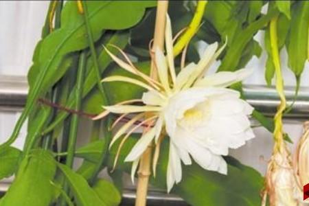 昙花开完后什么时间吃最好