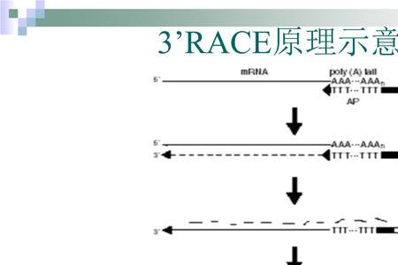 pcr过程中加入内参引物的原因