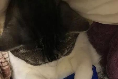 适合给猫咪玩的触屏游戏有哪些
