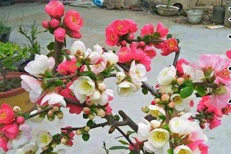长寿冠海棠排名