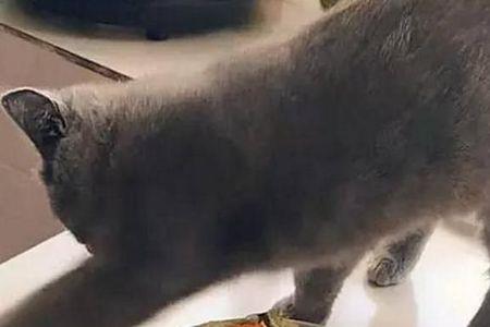 猫吃蔬菜怎么处理