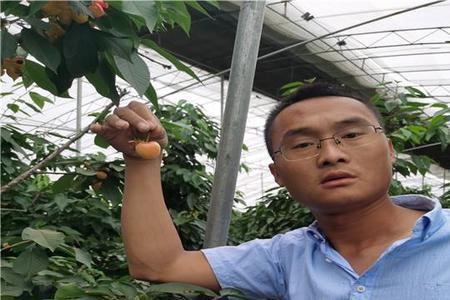柿子树能嫁接樱桃吗