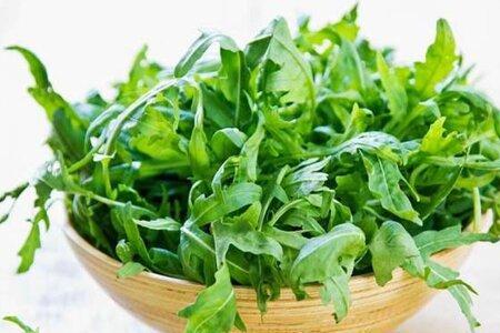 芝麻菜是芝麻种的吗