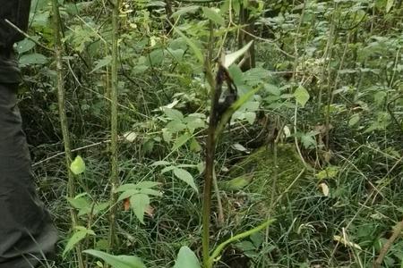 盘龙参种植几年可以采收
