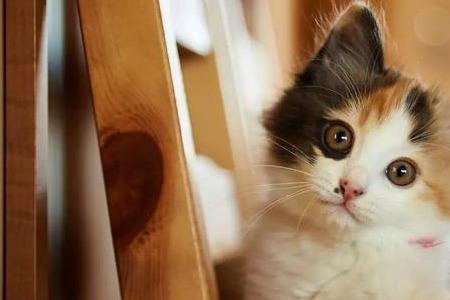 一年多的猫能听懂人说的话吗