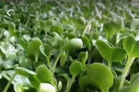 萝卜芽苗菜种植利润