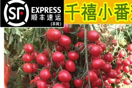 千禧小番茄一般多高开始挂果