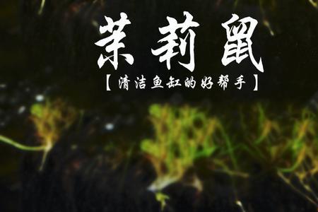 咖啡鼠鱼是冷水鱼吗