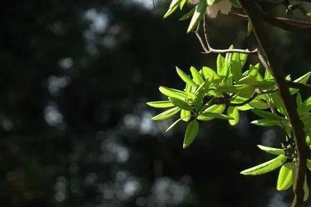 掬水弄花是什么意思