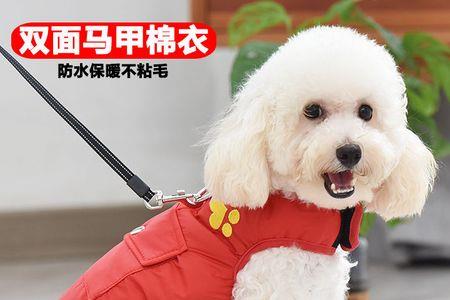 为什么比熊比金毛贵