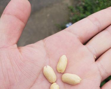花生皮为什么有一股哈喇味