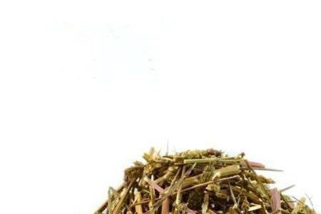 芥穗种植技术及管理