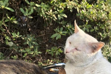 大猫太重了抓不住怎么办