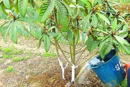 枇杷发芽的种子一天浇几次水