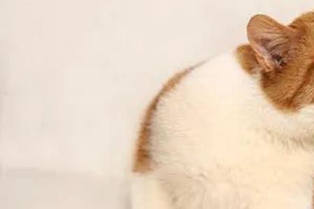 用嘴吹猫的耳朵猫为什么会摇头