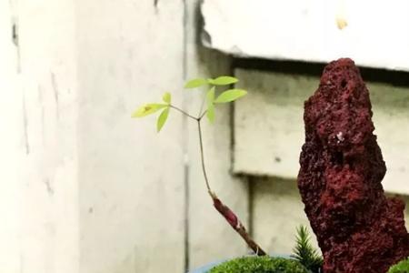 黄荆盆里种苔藓会影响生长吗