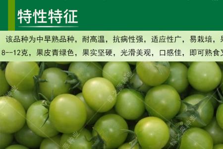 青苹果西红柿新品种