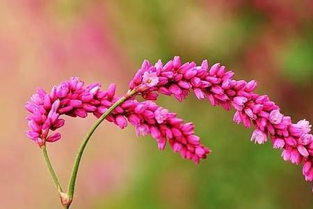 花蓼是什么植物